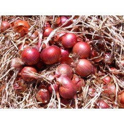 Κρεμμύδι κόκκινο ROSITA 250.000 σπόροι-MaShop.gr