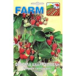 Φράουλα Αναρριχώμενη Farm-MaShop.gr