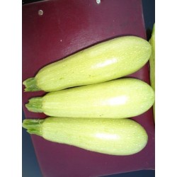 Κολοκύθι Astro F1 500seeds- Γεωπονική-MaShop.gr