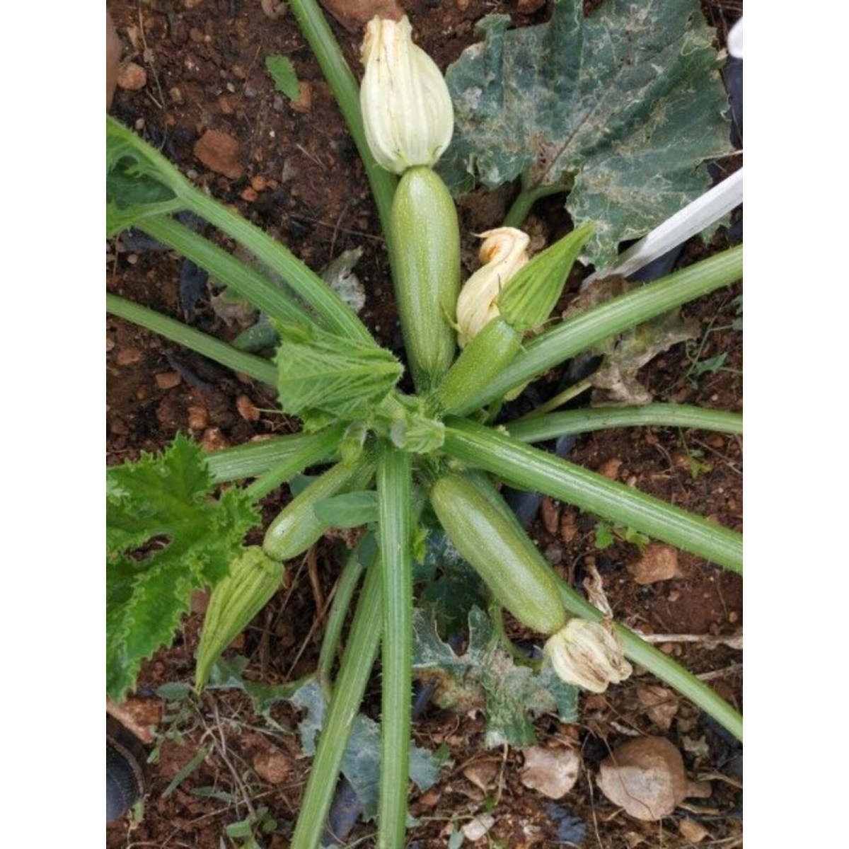 Κολοκύθι Astro F1 500seeds- Γεωπονική-MaShop.gr Κολοκύθι Astro F1 500seeds- Γεωπονική-MaShop.gr