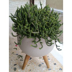 Πλαστική Γλάστρα Εξωτερικού Χώρου Rustic Round With Stand-MaShop.gr