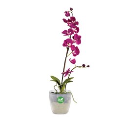 Κασπώ Διάφανο Για Ορχιδέες PLASTONA ROTO BRILL-MaShop.gr