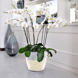 Κασπώ Διάφανο Για Ορχιδέες PLASTONA ROTO BRILL-MaShop.gr