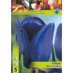 Τουλίπα Bleu Aimable (φακ. 5τμχ)-MaShop.gr