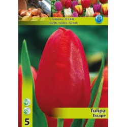 Τουλίπα Escape (φακ. 5τμχ)-MaShop.gr