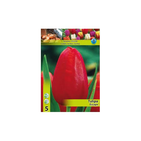Τουλίπα Escape (φακ. 5τμχ)-MaShop.gr