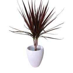 Κασπώ Ορχιδέας Special (Δ.13,5cm x Υ.16cm)-MaShop.gr