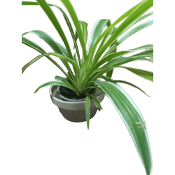 Γλάστρα Πήλινη Γρανίτη 16 x 8.9cm-MaShop.gr