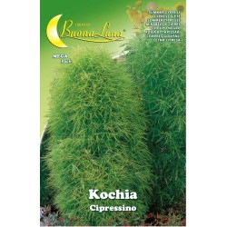 Κόχια Κυπαρισσάκι Σε Σπόρους-MaShop.gr