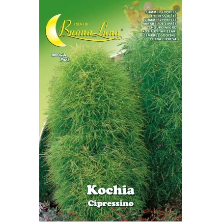 Κόχια Κυπαρισσάκι Σε Σπόρους-MaShop.gr