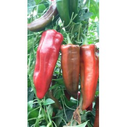 Πιπεριά Minerva F1 500 σπόροι-MaShop.gr