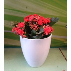 Κασπώ Ορχιδέας ALASKA WEISS Y15 620/15-MaShop.gr