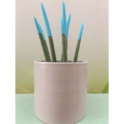 Κασπώ Κεραμικό SESAME 828/16cm-MaShop.gr