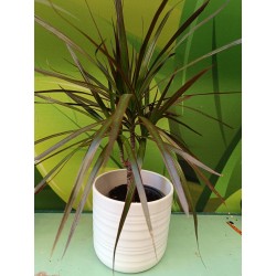 Κασπώ Κεραμικό SOFT WOOL 850/14cm-MaShop.gr