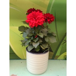 Κασπώ Κεραμικό SOFT WOOL 850/14cm-MaShop.gr