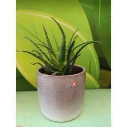 Κασπώ Κεραμικό SEASHELL 900/13 cm-MaShop.gr