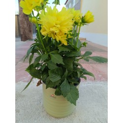 Κασπώ Κεραμικό SILENT GREEN 850/17-MaShop.gr