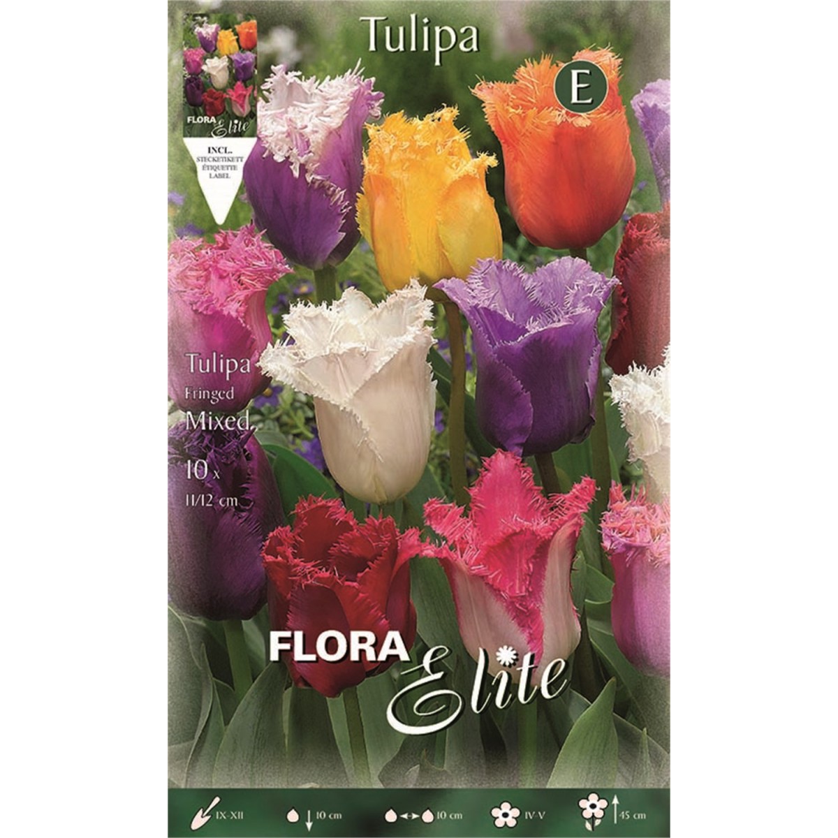 Τουλίπα Fringed μίγμα (φάκελος 10τμχ)- MaShop.gr Τουλίπα Fringed μίγμα (φάκελος 10τμχ)- MaShop.gr