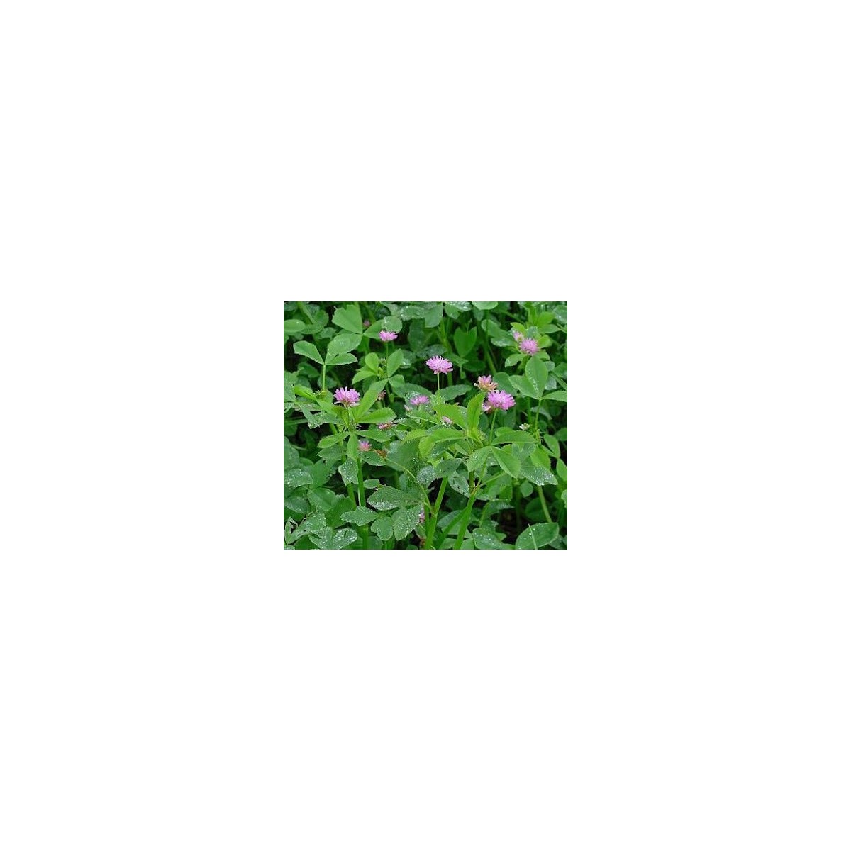 Αγριοτρίφυλλο ΠΕΡΣΙΚΟ (Trifolium Persicum)